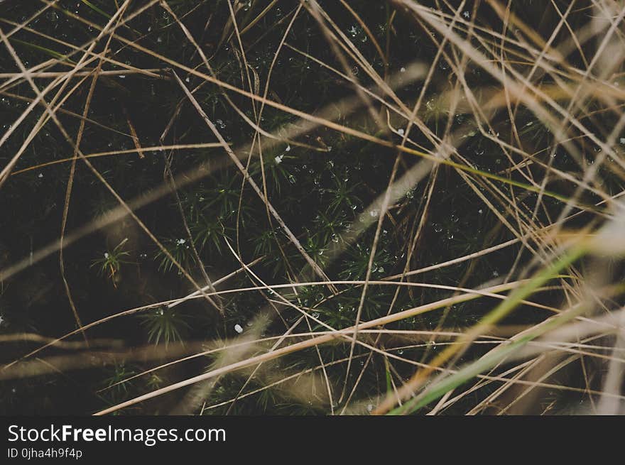 Shallow Focus Photo of Plants