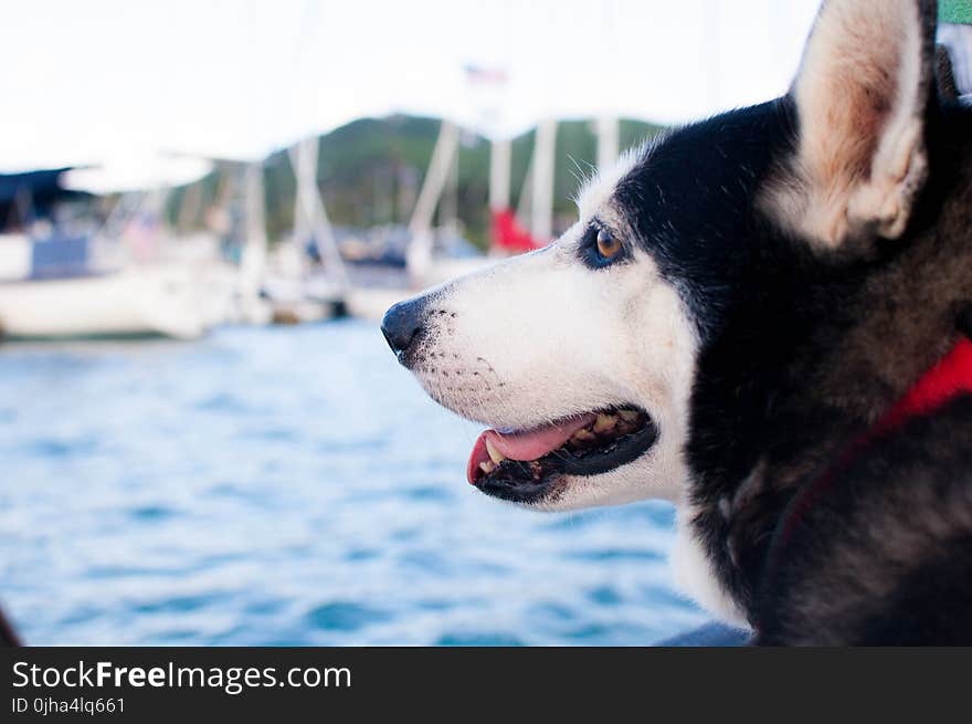 Siberian Husky Near Ocean at Daytime