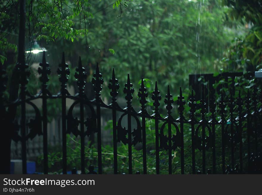 Black Metal Gate With Bamboo Grasses Outside