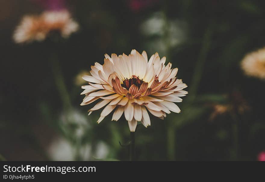 Aster Flowers