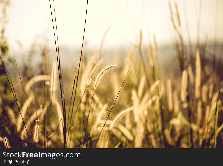 White Fountain Grass