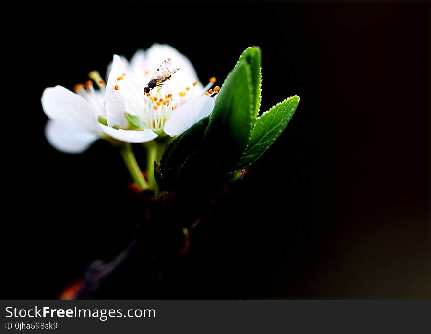 Macro Shot Photography of White Flower