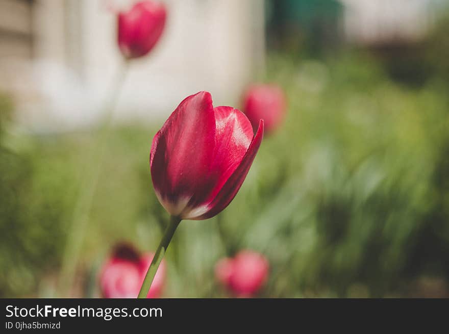 Red and White Tulips