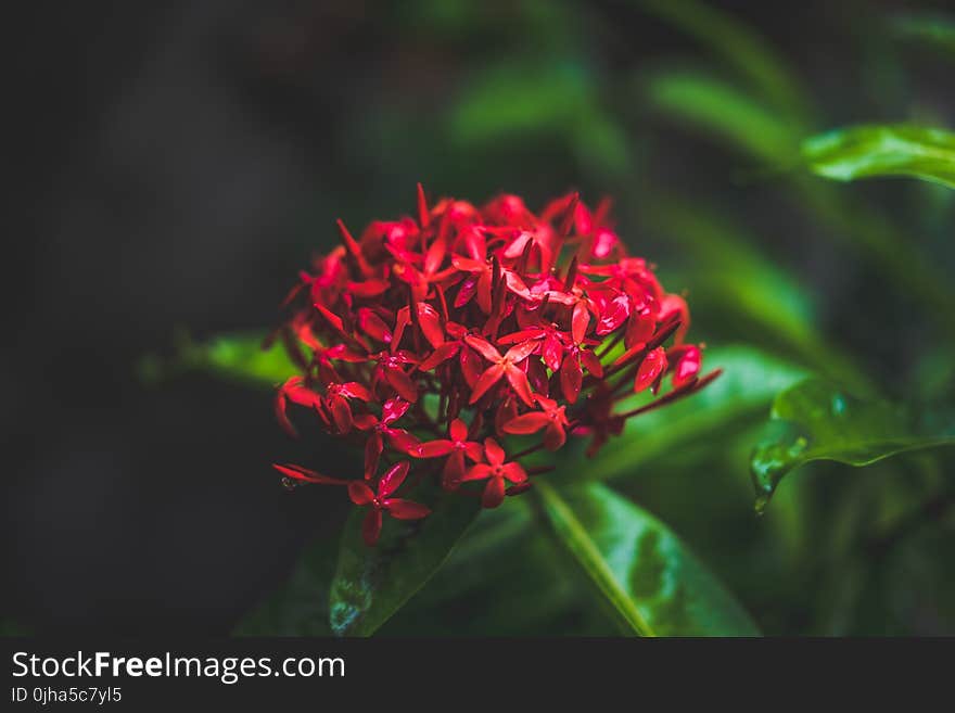 Close-up Photography of Red Flowers