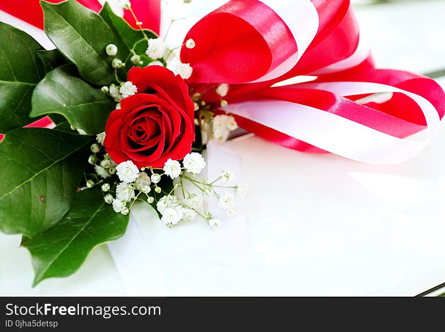 Red Rose Flower on White Surface