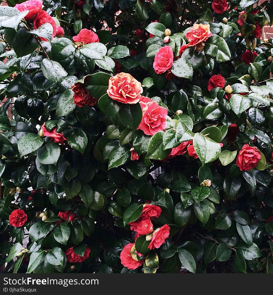 Pink Flower Plant