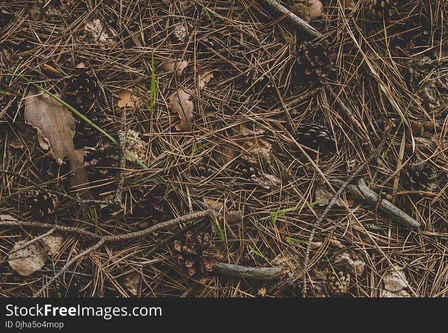 Photography of Twigs on the Ground