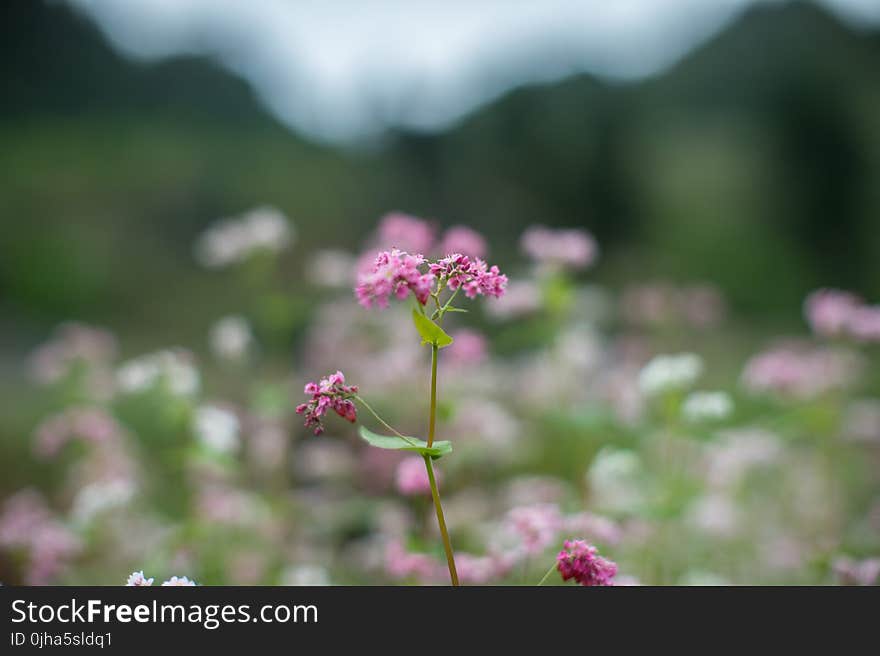 Pink Petaled Flower