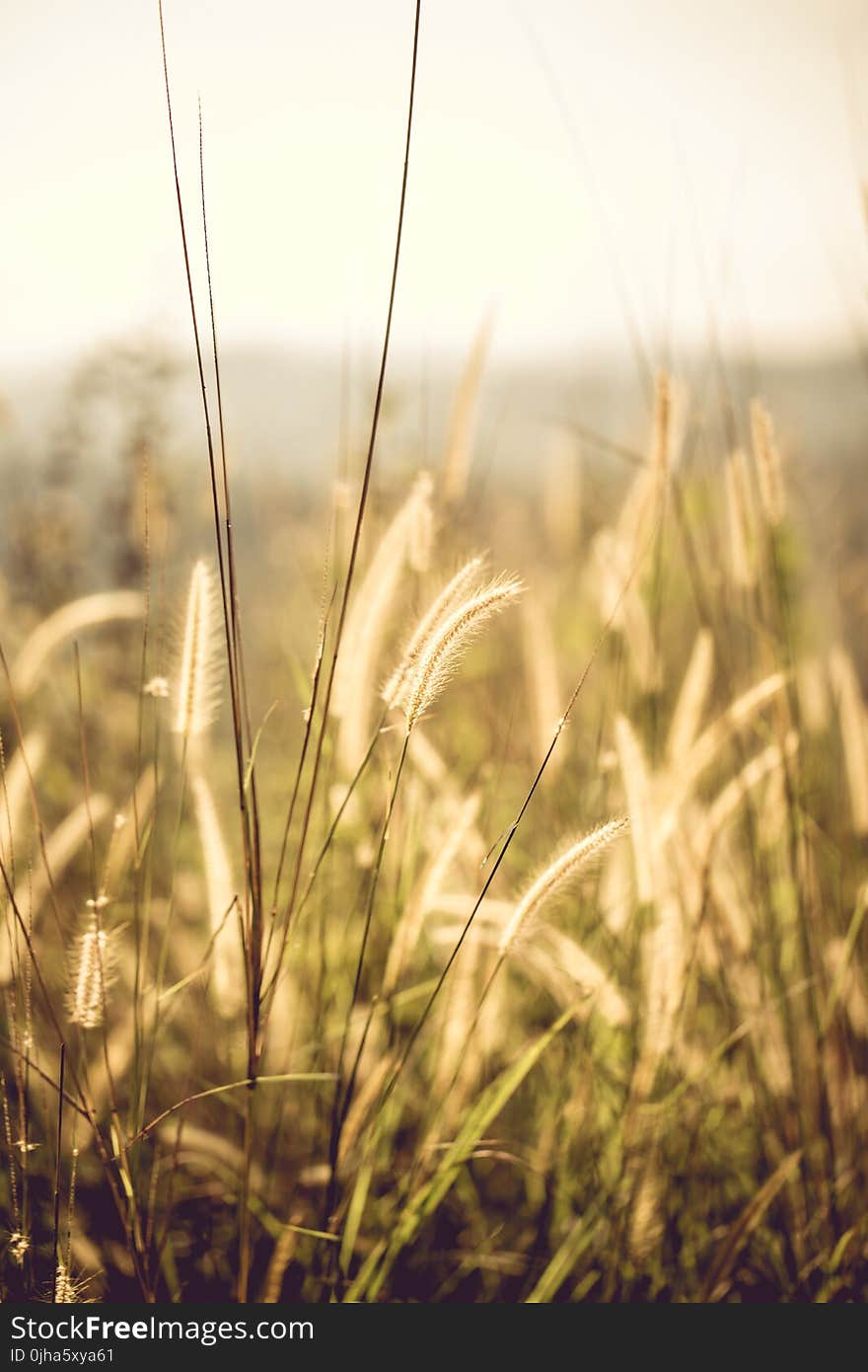 Brown Field Grains