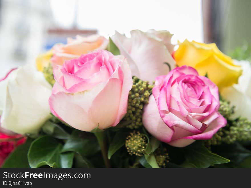 Pink, White and Yellow Flowers