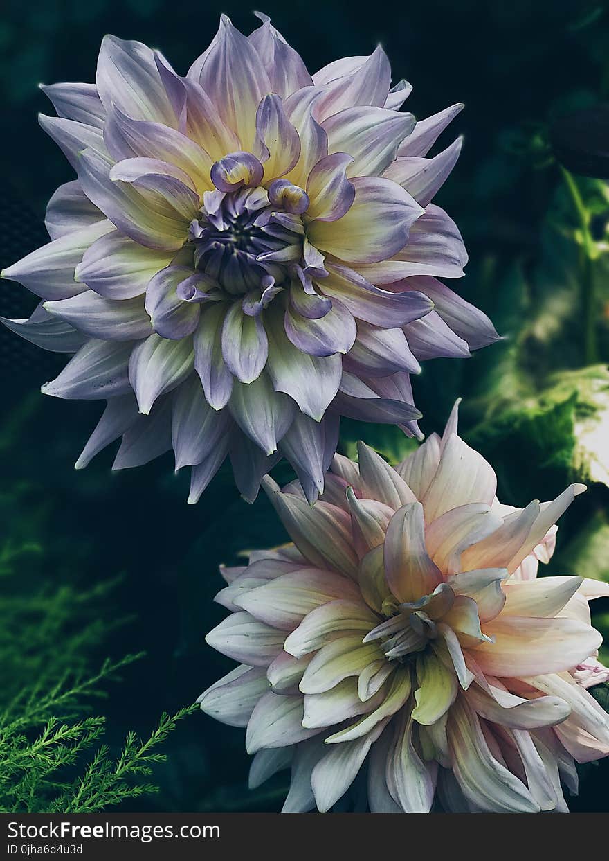 Dahlia Flowers