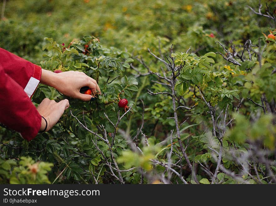 Person Holding Fruit on Plant