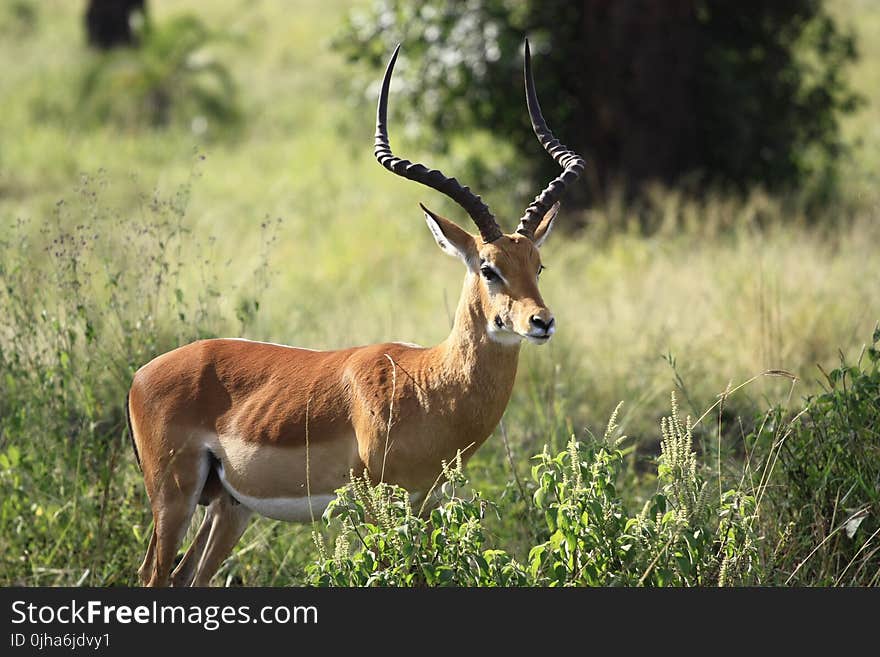 Close-up Photography of a Antelope