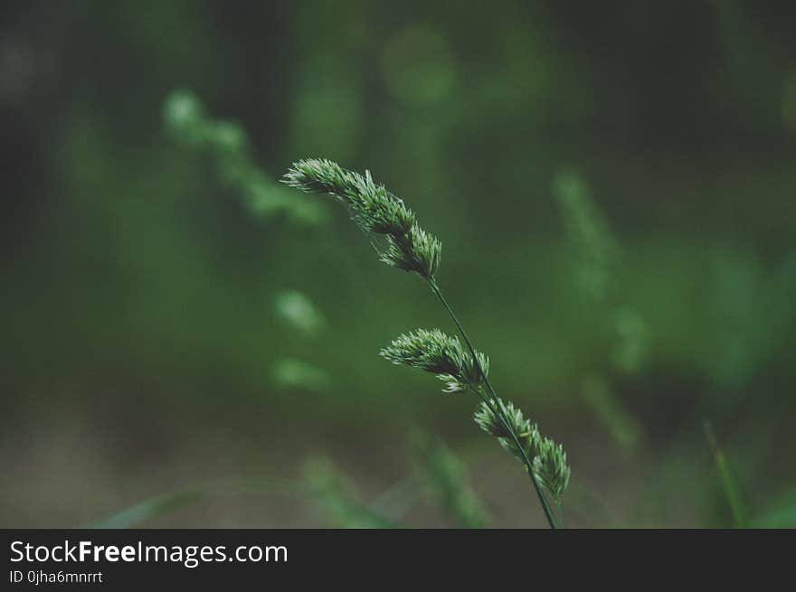 Close-up Photo Of Green Leaf Plant