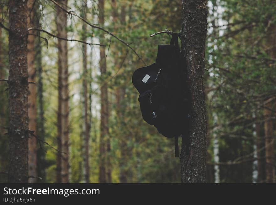 Black Backpack Hanging on Tree