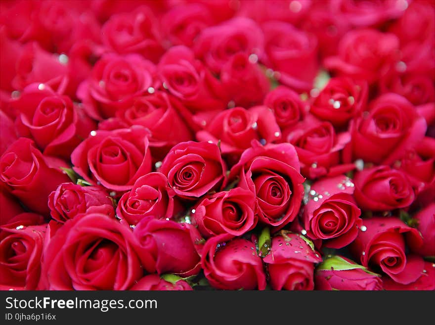 Red Roses