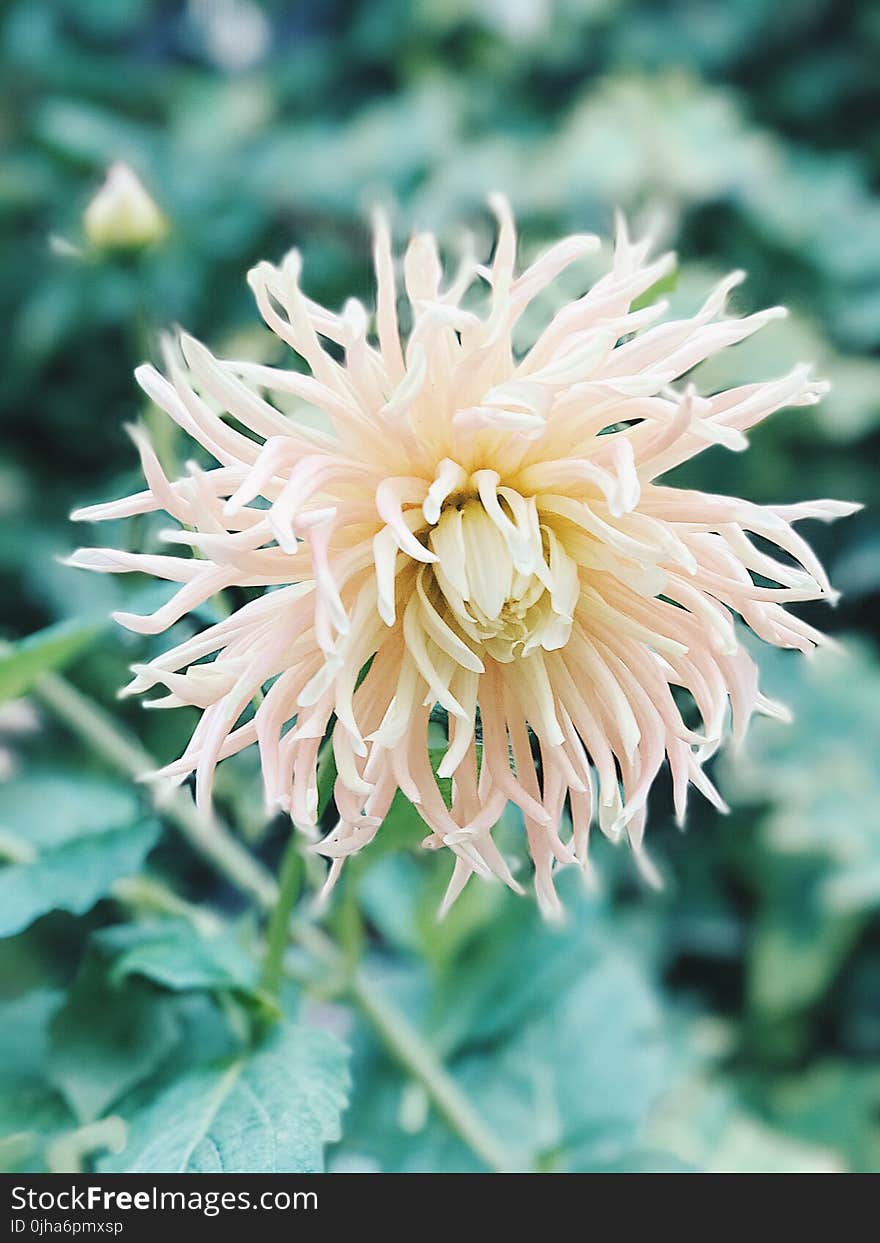 White Spider Mum Flower