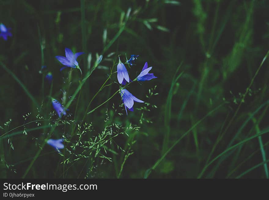 Selective Photo Of Blue And White Petaled Flower