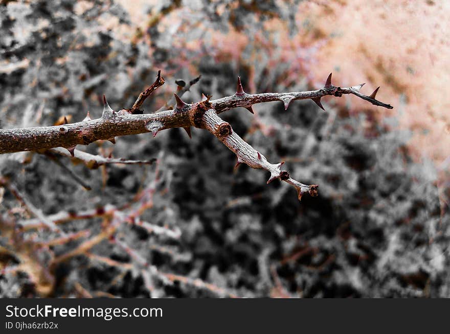 Brown Thorny Tree Branch