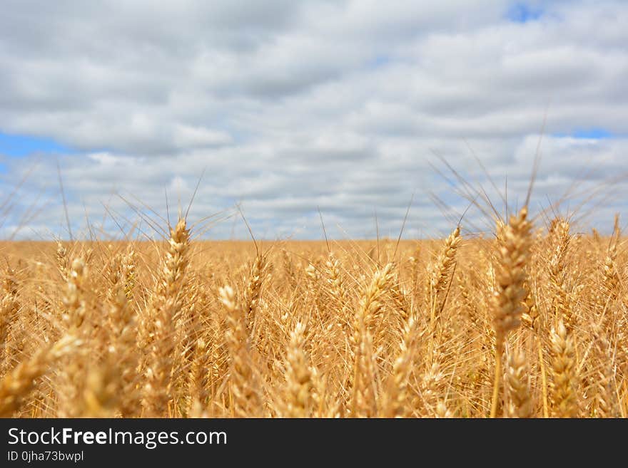 Wheat Field Under Blue Cloudy Sky