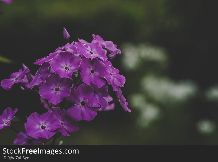 Purple Petaled Flowers