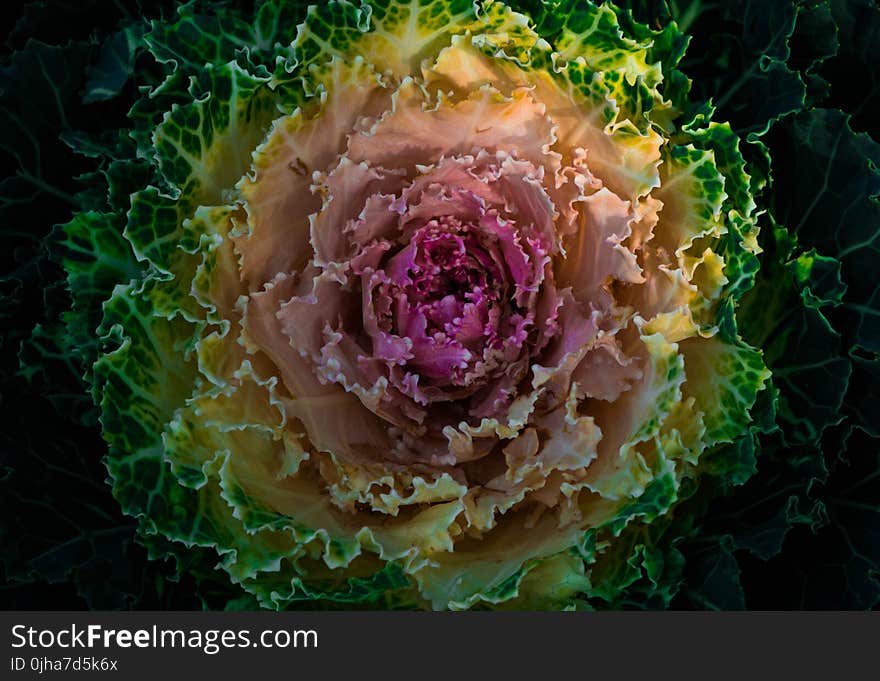 HD Photography Of Flowering Cabbage