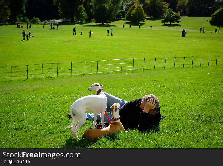 White and Brown Dogs On Green Meadows