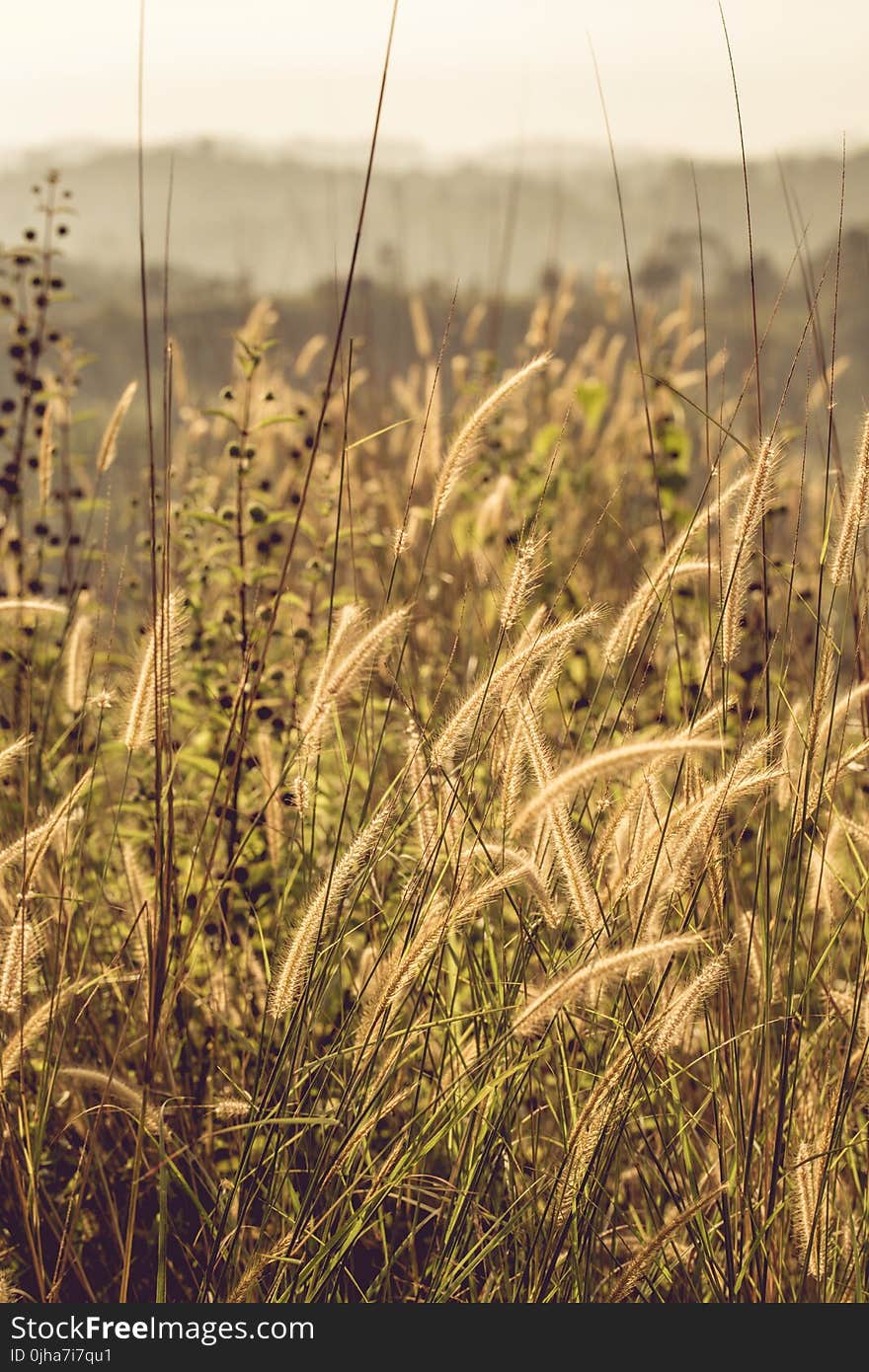 Tilt Shift Photo of Grass Fields