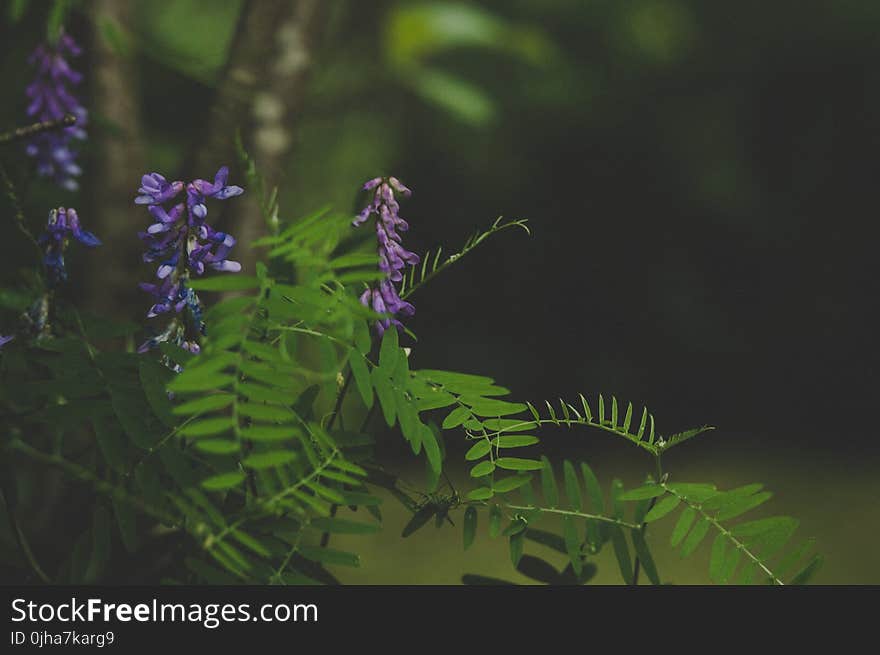 Green and Purple Leafed Plant