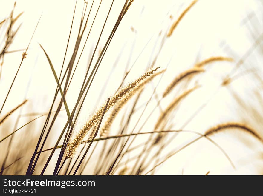 Brown Fountain Grass Closeup Photography