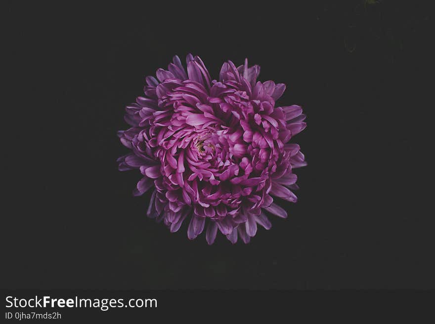 Purple Petaled Flower