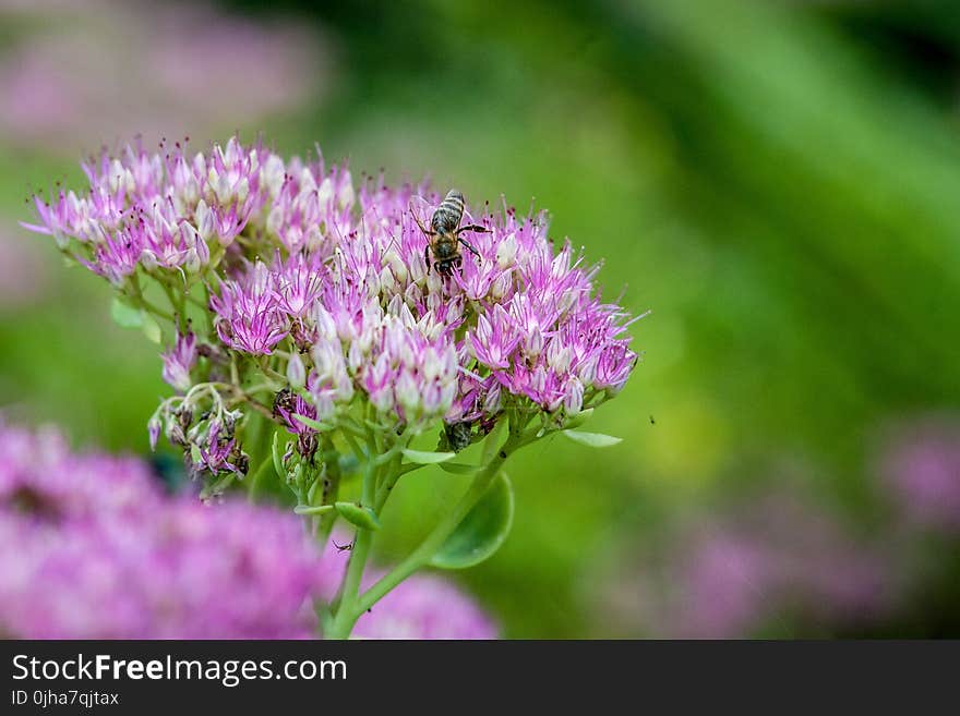 Purple Flowers