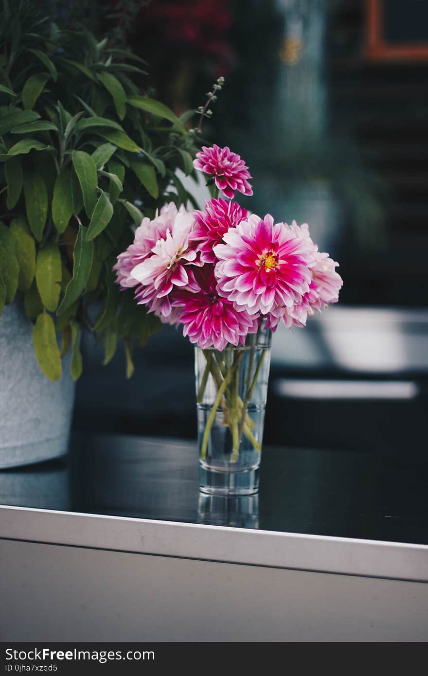 Pink Petaled Flowers