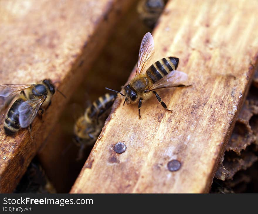 Macro Shot Photography of Black-and-yellow Bees