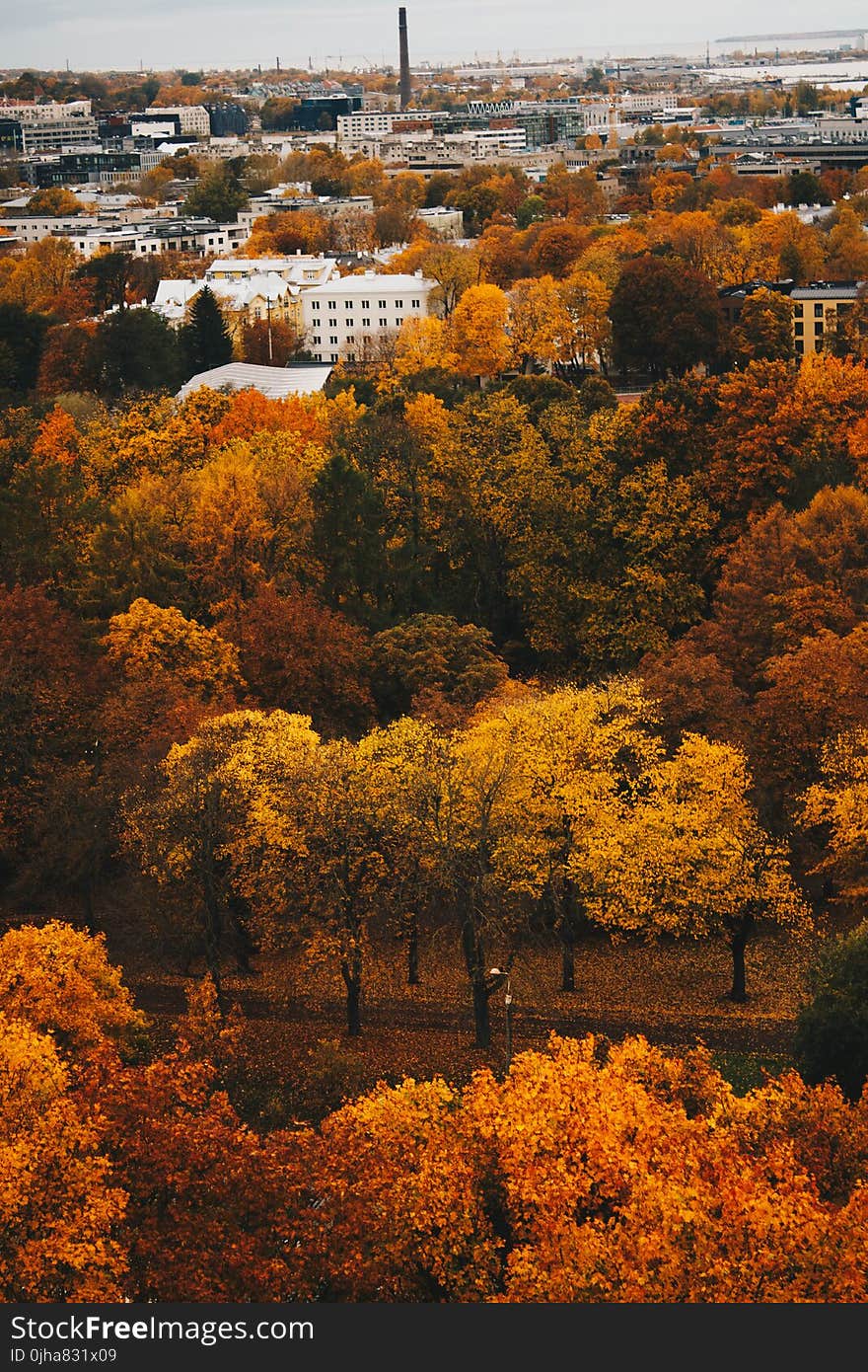 Orange Trees Near Buildings