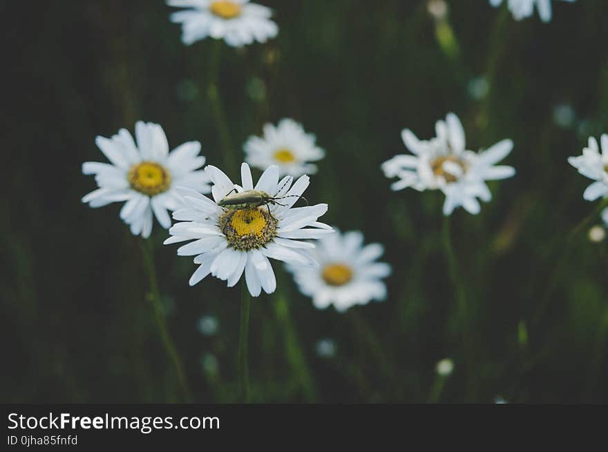 Insect On White Daisy Flower