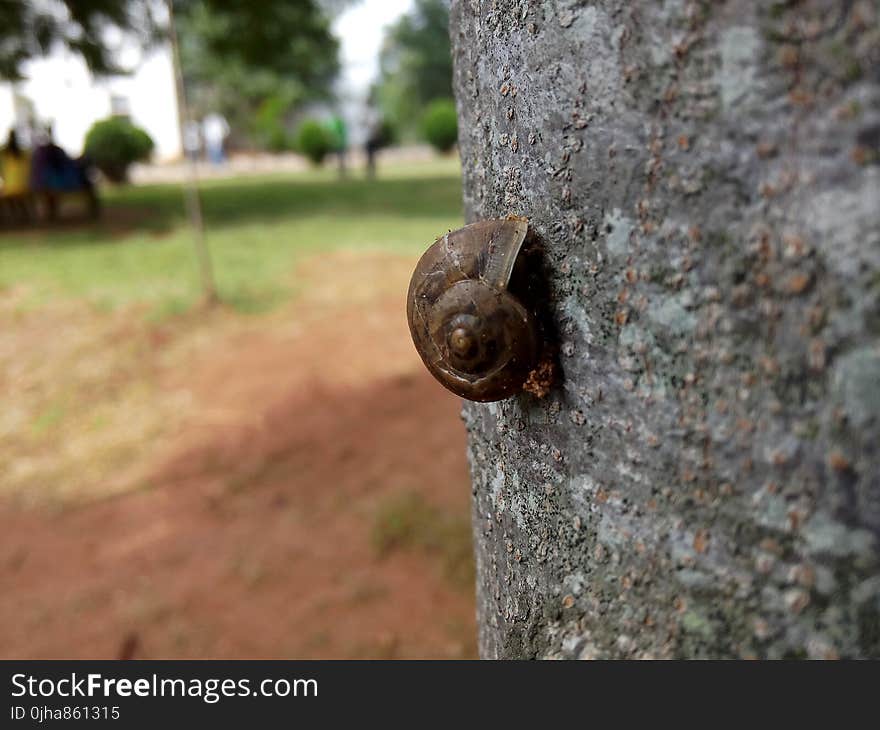 Shallow Focus Photography of Brown Snail on Tree Trunk