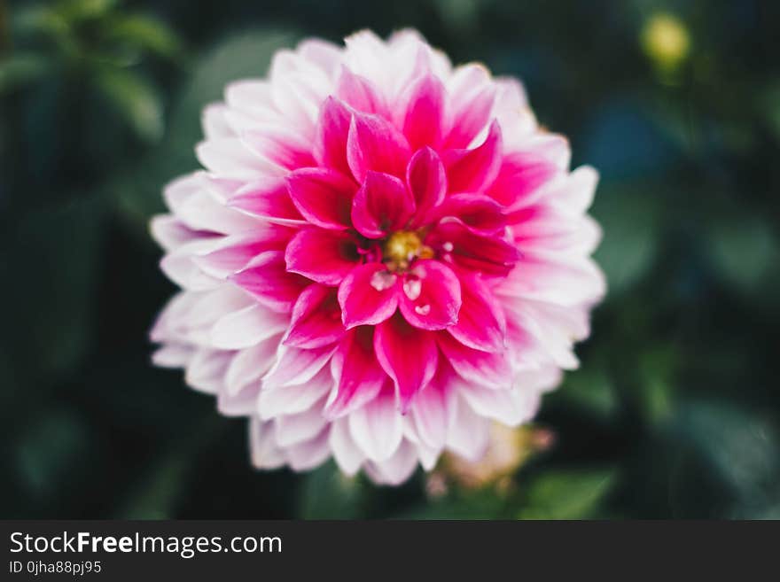 Macro Photography of Pink And White Carnation Flower