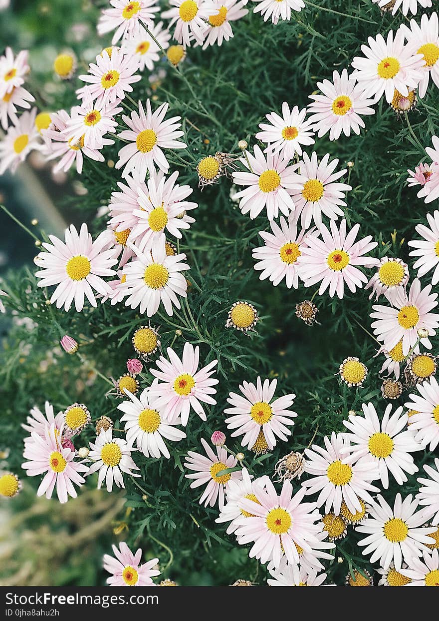 Cluster Of Daisies