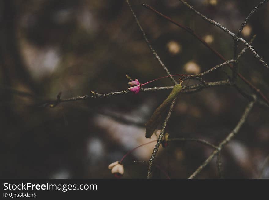 Red Petaled Flower in Closeup Photo