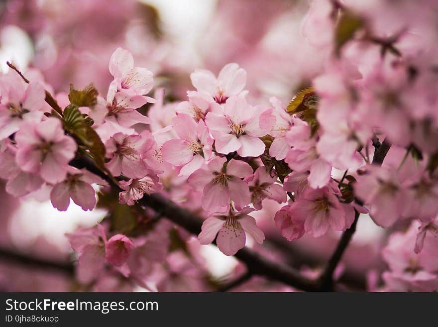 Pink Cherry Blossoms