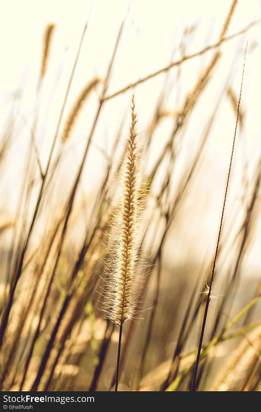 Photo of Brown Plant