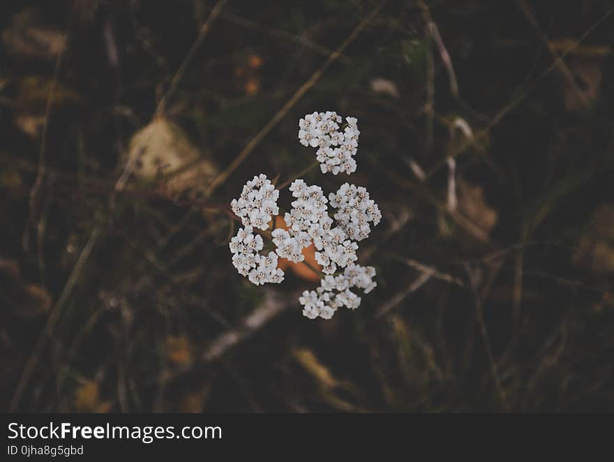 White Clustered Flowers