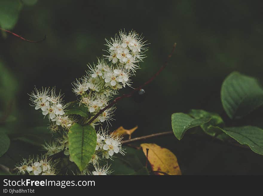 White Clustered Flowers With Green Leaves