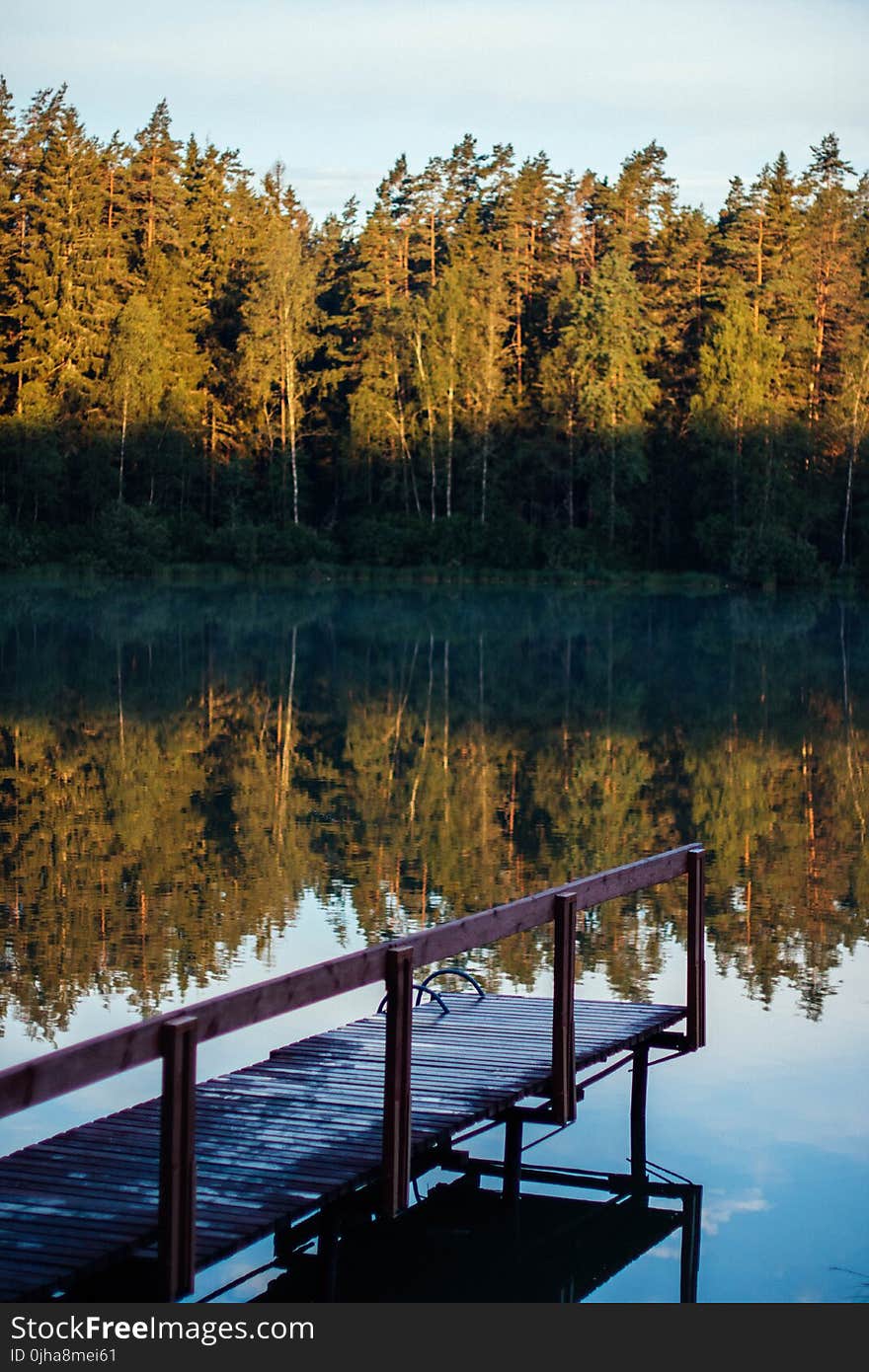 Lagoon Surrounded by Green Trees at Daytime