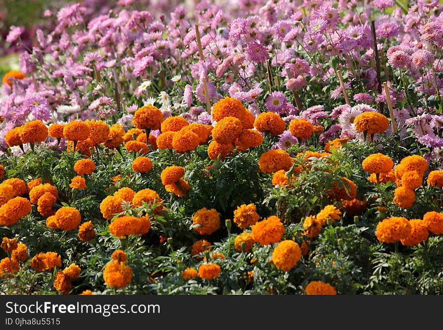 Orange and Pink Petaled Flowers