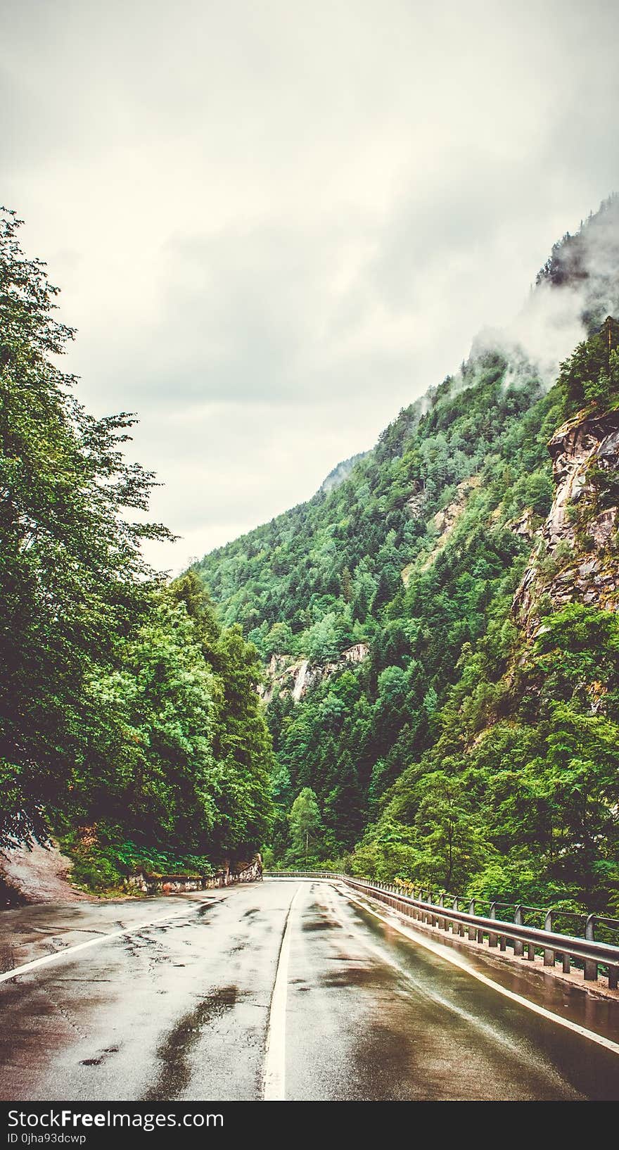 Concrete Pavement Between Green Tall Tree and Tall Mountain