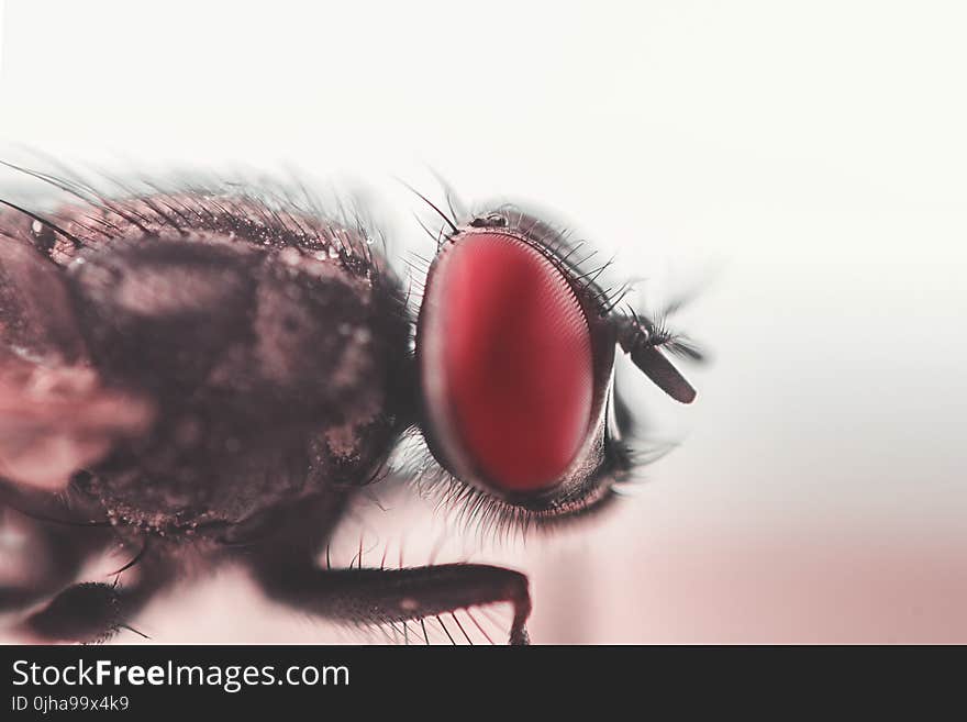 Close-up Photograph of House Fly