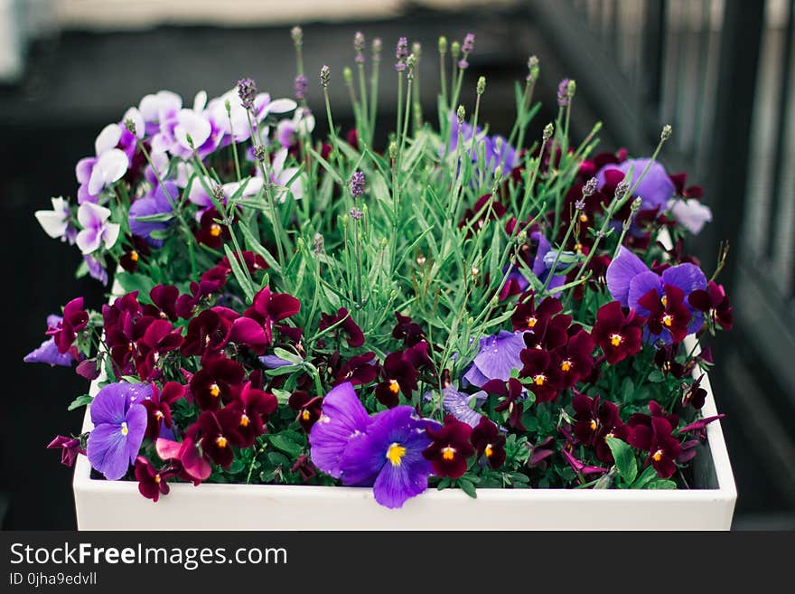 Flower With White Pot