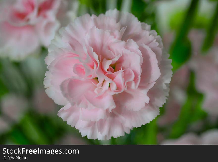 Pink Petaled Flower